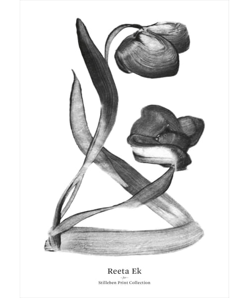 STILLEBEN PRINT COLL　Tulip I No.69